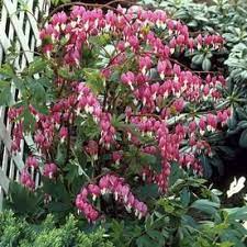 Van Zyverden 5 Count Bleeding Heart Bulbs Lowes Com Bleeding Heart Bleeding Heart Flower Perennials