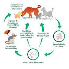 Pet com verme: saiba os principais sinais e como prevenir | Blog Vetnil