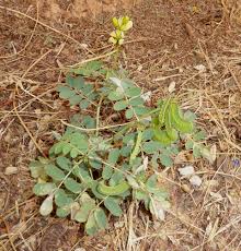 Image result for Senna italica