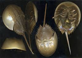 There are four species of horseshoe crabs still around today. Horseshoe Crab Definition And Synonyms Of Horseshoe Crab In The English Dictionary