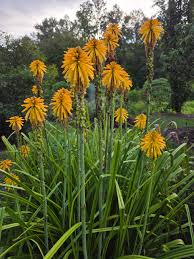 Image result for Kniphofia