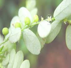 Image result for Phyllanthus odontadenius