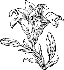 Free for commercial use high quality images. Download Hd Picture Freeuse Lily Line Art Flower Free Commercial Flower Line Art Png Transparent Png Image Nicepng Com