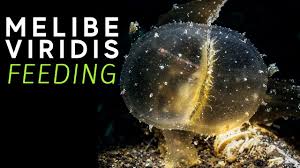 Image result for Melinis ambigua