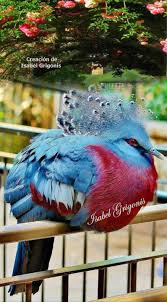Birds Of A Feather Odyssey Belleza Pajaros De Colores Aves Hermosas Aves Exoticas