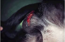 Image result for scrotum dog skin peeling