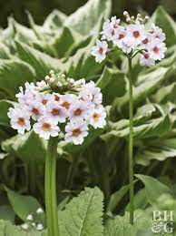 The Best Plants For Your Water Garden Amazing Flowers Flowers Perennials Planting Flowers