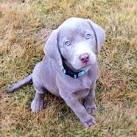 Silver Valley Kennels - Silver and Charcoal Gray Labrador ...