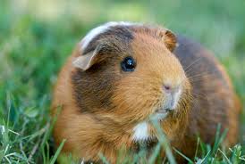They usually establish a natural hierarchy, with the younger one being subservient to the older one. Draw A Guinea Pig Tiny Tails To You