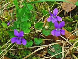 Image result for Viola eminii