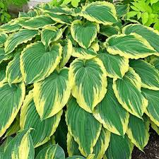 Russian sage is a lovely plant that can easily grow in wisconsin. The Best Shade Garden Plants For Your Shady Areas Birds And Blooms