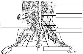 Fetal Pig Dissection And Lab Guide