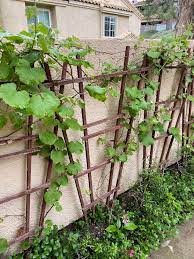 Many people want to grow their own grapes in the garden, but they don't necessarily have the space needed. How To Grow Grapes In Your Backyard American Farmhouse Lifestyle