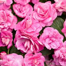 Image result for Impatiens sylvicola