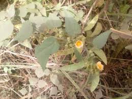 Image result for Sida urens