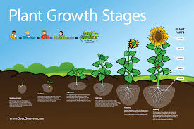Plant Growth Stages Planting Sunflowers Growing Seeds