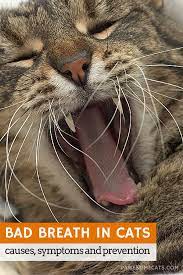Does Your Cat Have Bad Breath Cat Bad Breath Bad Cats Cat Breath