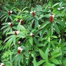 Image result for Costus subbiflorus
