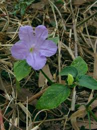 Image result for Ruellia patula