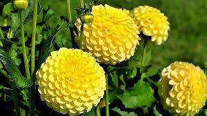 Pin By Antcliff Henderson On Flowers Wallpapers Flower Beds Spring Flowers Dahlia