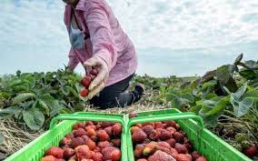 Locuri de munca in uk. Locuri De MuncÄƒ In StrÄƒinÄƒtate Ofertele Prin Intermediul ReÅ£elei Eures Romania Se CautÄƒ LucrÄƒtori In AgriculturÄƒ Mecanici Zidari È™i È™oferi Ziarul Unirea