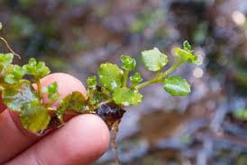 Image result for Didymoglossum erosum