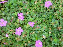 Image result for Heterotis rotundifolia