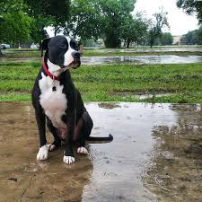 Apr 03, 2021 · their size can vary greatly, being closer to a boxer's weight at 60 pounds or reaching all the. Pitbull Great Dane Mix The Loyal Dog Breed That Good As A Family Dog American Bully Daily