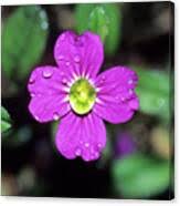 Image result for Malcolmia maritima