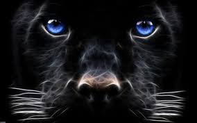 Black Wallpaper Black Beast Wallpaper Panther Pictures Animals Cat Posters