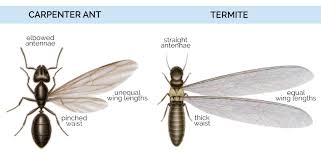 Termites do not have this pinch at american pest is a national pest control leader and a trusted advisor to government agencies and municipalities. What Do Carpenter Ants Look Like Carpenter Ants Identification