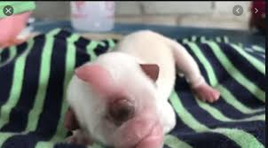 Cyclopia (named after the greek mythology character cyclopes) is the most extreme form of holoprosencephaly and is a congenital disorder (birth defect). Rare Congenital One Eyed Cyclops Puppy Born In Thailand Pet Rescue Report