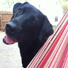 Congratulations on your new best friend! Heartworm Dogs Treatment Without Drugs