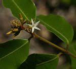 Image result for Landolphia buchananii