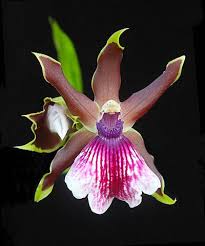 نتیجه تصویری برای گل های زیبا