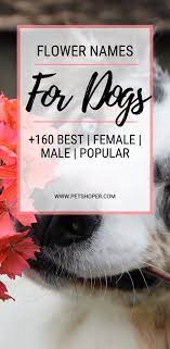 Flower Names For Dogs 160 Best Female Male Petshoper Girl Dog Names Girl Pet Names Female Dog Names