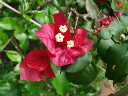 Image result for Bougainvillea sp. cultivar