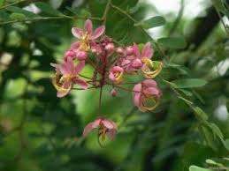Image result for Erythrina madagascariensis