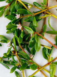 Image result for Sesuvium portulacastrum