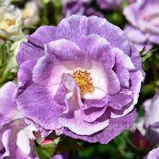 C&k jones, rose barni (италия). Blue For You Bush Rose Peter Beales Roses The World Leaders In Shrub Climbing Rambling And Standard Classic Roses
