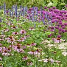Lupinen Zur Stickstoffanreicherung Beetvorbereitung Violettes Staudenbeet Pflanzen Garten Pflanzen Krauter Pflanzen