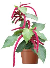 Image result for Acalypha manniana
