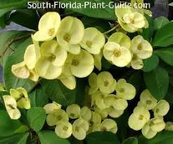 It can't tolerate frost, and you can only grow it as an annual unless you live in warm climates. Drought Hardy Landscapes For South Florida