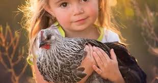 Petition · Backyard Chicken Movement for Town Of Hempstead , LI, NY