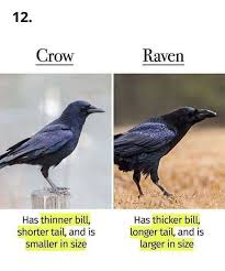 Top 77 Funny Memes And Hilarious Sayings Crow Crow Facts Animal Quotes
