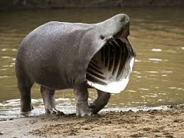 Funny Hybrid Animals The Best 13 Photoshopped Creations Animal Mashups Weird Animals Animals