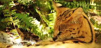Servel.cl rating in top 5 countries. Servel Picture Of Big Cat Rescue Tampa Tripadvisor