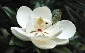 Mississippi State Flower Magnolia Magnolia Magnolia Blossom Flowers