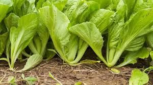 Sawi ini adalah sayuran yang banyak dikonsumsi oleh banyak orang dan bisa dijadikan sebagai. 7 Manfaat Sawi Bagi Kesehatan Yang Sering Terabaikan Ragam Bola Com