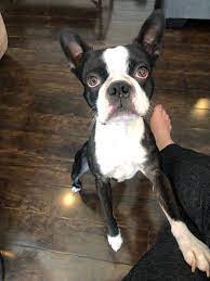 Boston terrier jojo